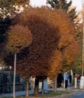 Komárov - ulice