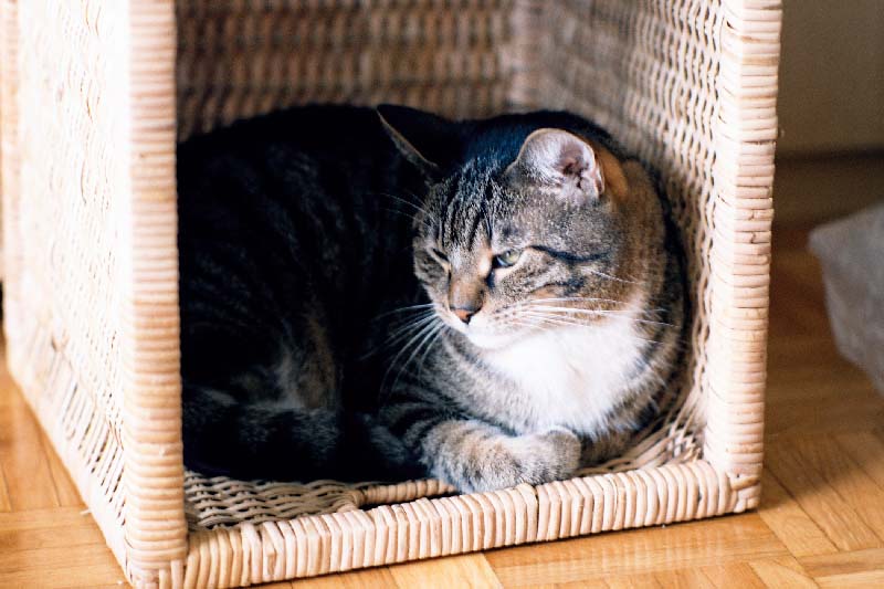 Ludwig