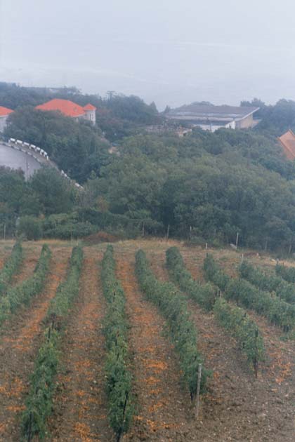 Vinice