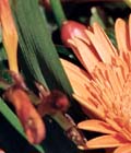 Kytice - detail