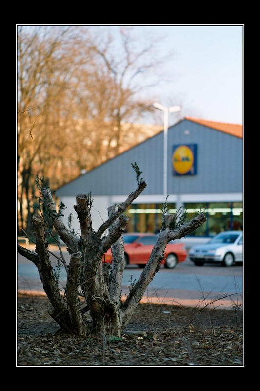 Strom (Brno 2003)